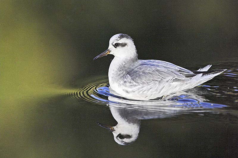 01AD1477 Grey Phalarope Copyright Mike Read.jpg - Grey phalarope Red phalarope Phalaropus fulicarius in winter plumage on a pond near Burley